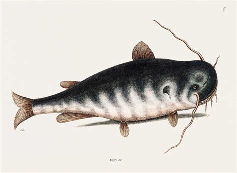 Cat Fish Bagre Secunde from The natural history of Carolina, Florida ...