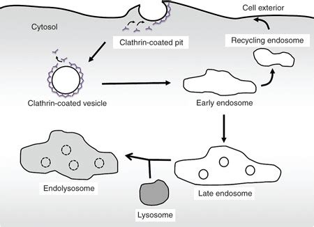 Intracellular fate of clathrin-mediated endocytosis. In... | Download ...