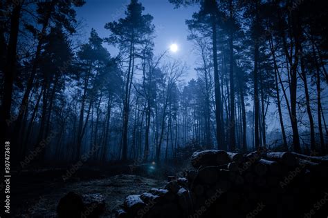 Dark night forest Stock Photo | Adobe Stock