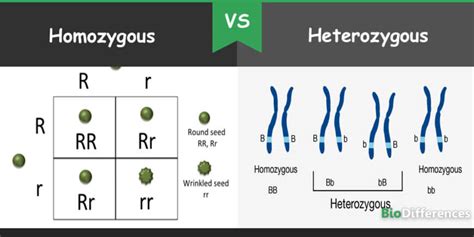 Difference Between Homozygous and Heterozygous – Bio Differences