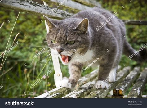 Attacking Cat Stock Photo 46341496 - Shutterstock