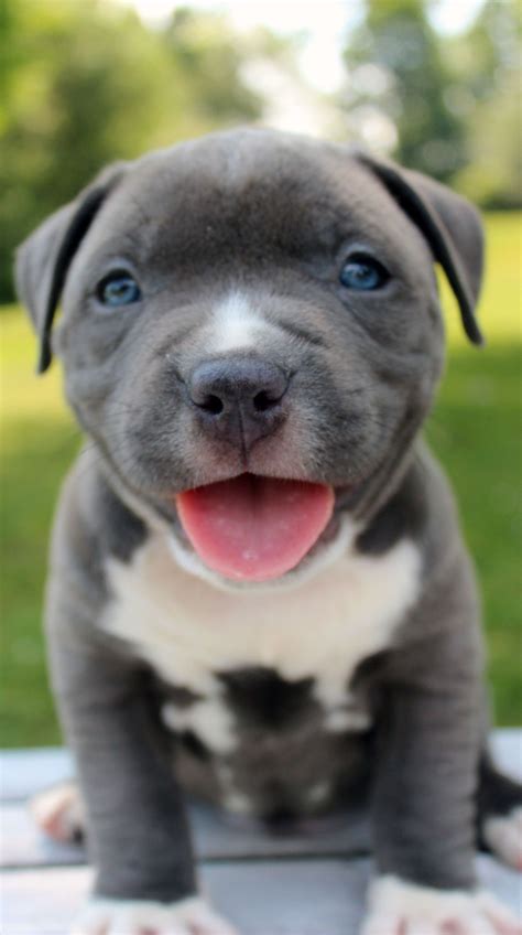 Xxl blue Male pitbull puppy for sale | Pitbull puppies for sale ...