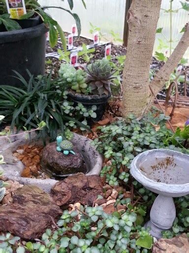 Turtle Pond | Fairy garden, Turtle pond, Garden