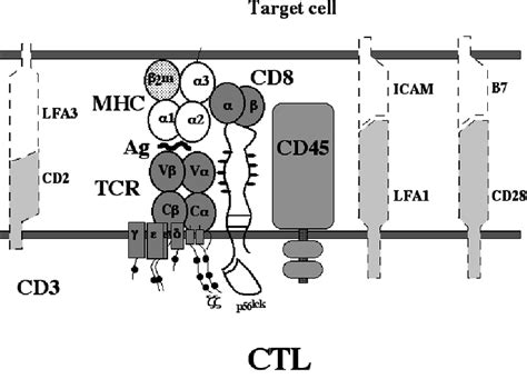 Schematic representation of molecular interactions in CTL-target cell ...