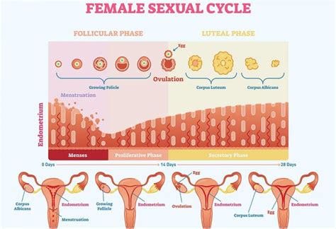 Endometrial Thickness: What’s the Normal Range for Conceiving?