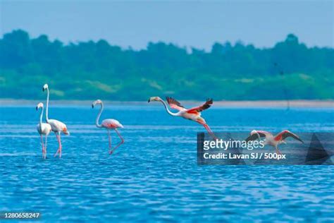 83 Pulicat Lake Stock Photos, High-Res Pictures, and Images - Getty Images