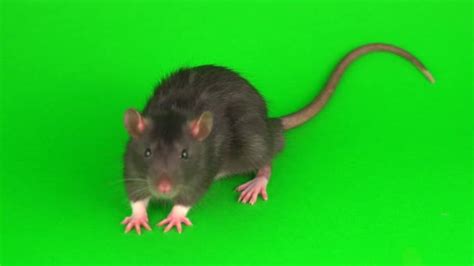 Gray Rat Green Screen Background — Stock Video © TRSTOK #284237440