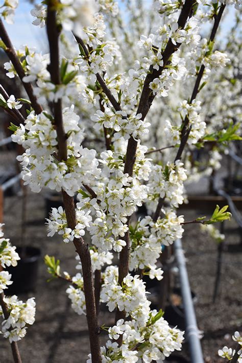 Satsuma Plum (dwarf) (Prunus 'Satsuma (dwarf)') in Baltimore Timonium ...