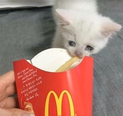 "mcdonalds" Meme Templates - Imgflip