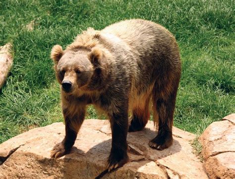 Kodiak bear | mammal | Britannica