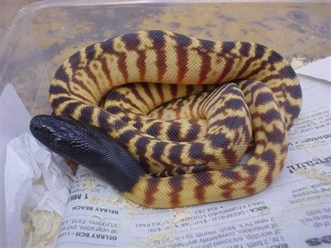 Black Headed Python | Animals - Reptiles | Pinterest