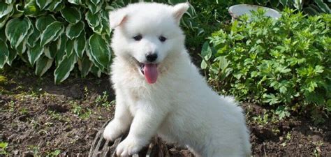 Huskimo Dog Breed. All You Need to Know - PetsTime