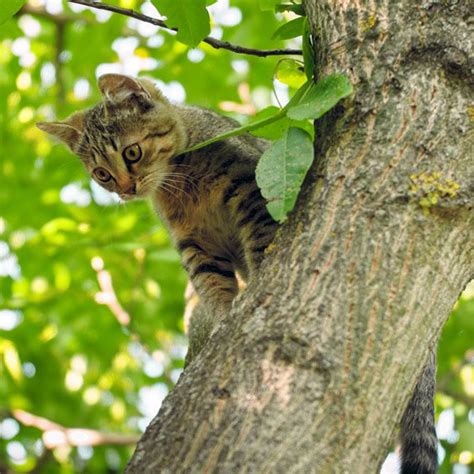 Cat Rescue | Wellington Arborists | Urban Tree Services