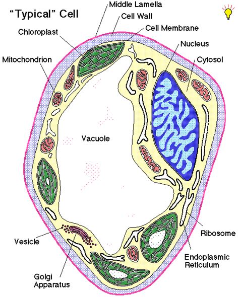 Xylem Parenchyma Diagram