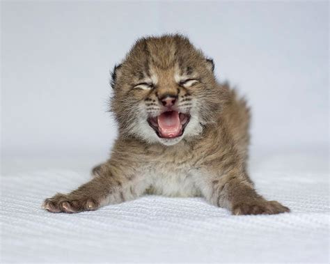 Eurasian Lynx Cub Born At Nashville Zoo (PHOTOS) | HuffPost