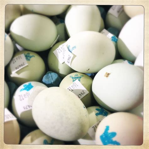 Duck egg blue eggs