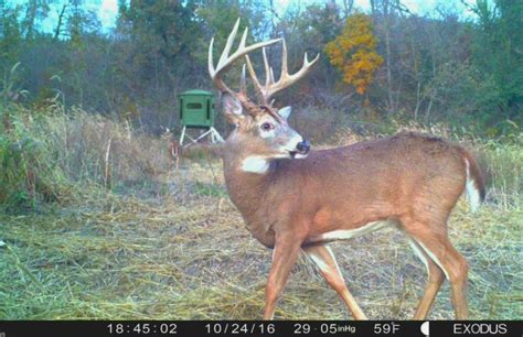 Late October Mature Buck Tactics | Whitetail Habitat Solutions