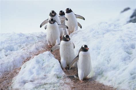 Gentoo Penguin Facts, Habitat, Predators, Lifespan, Pictures