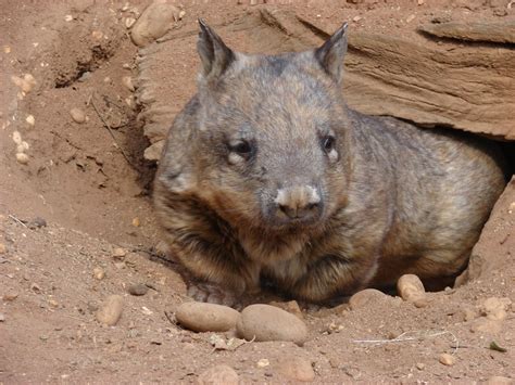 The Creature Feature: 10 Fun Facts About Wombats | WIRED