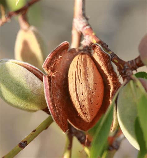 Cracking down on poor almond tree health