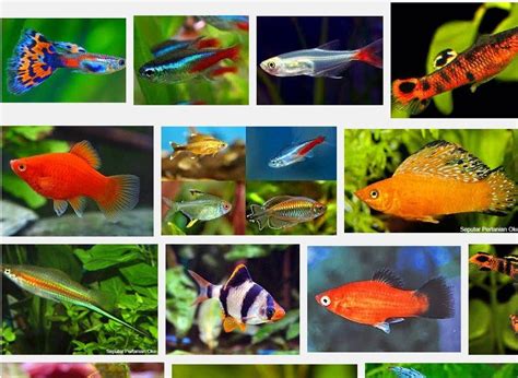 Macam Macam Jenis Ikan Hias Kecil - IMAGESEE