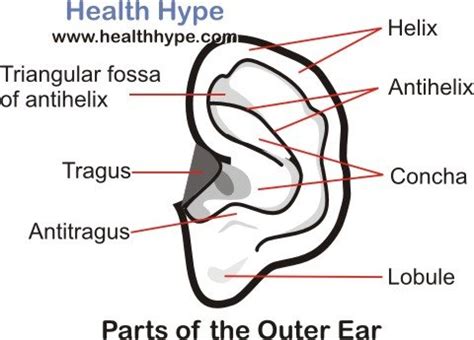 Human Ear – Anatomy, Parts (Outer, Middle, Inner), Diagram | Healthhype.com