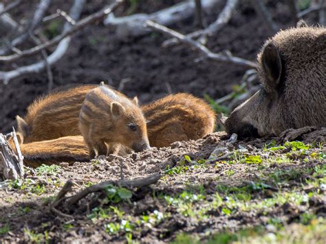 How dangerous are wild boar? Notes from France - Walking the Pyrenees