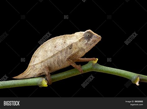 Pygmy Chameleon Image & Photo (Free Trial) | Bigstock