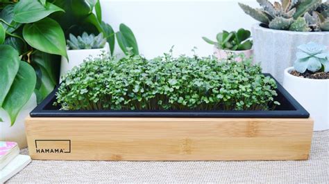 This Microgreens Kit Lets You Grow Healthy Veggies