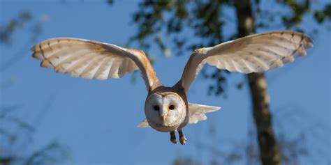 Barn owl | The Raptor Center