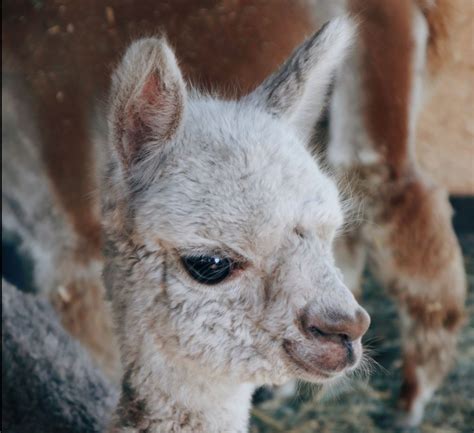 Cross Creek Alpaca Rescue in Tenino Fosters Responsible Alpaca ...