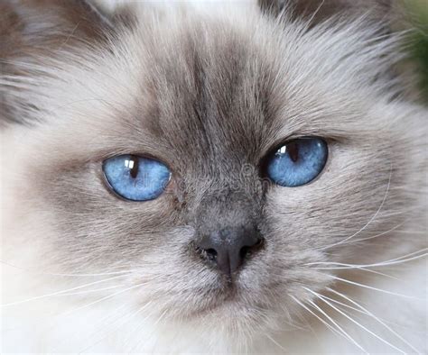 Beautiful Fluffy White Baby Blue Eyed Cat Stock Photo - Image: 56436506