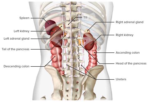 Spleen: Anatomy | Concise Medical Knowledge