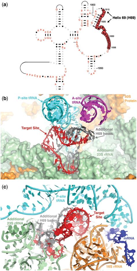 Sequence and structure of the rRNA bases encoded by the target sites of ...