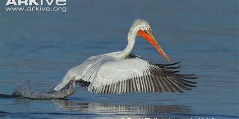 Drama in Dalmatian Pelican conservation - The Dodo