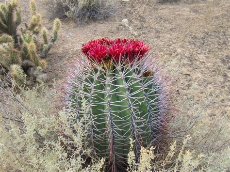 Cannundrums: Sonoran Barrel Cactus