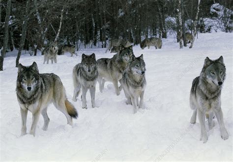 Pack of grey wolves (Canis lupus) in snow - Stock Image - Z932/0057 ...