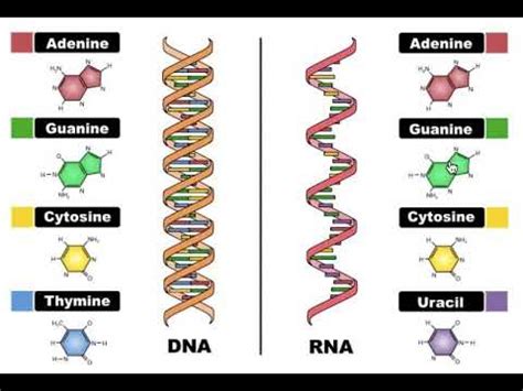 DNA vs. RNA (Law of Complementary Base Pairing) - YouTube