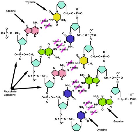 Base Pairing In Dna Structure