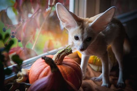 Does a fennec fox make good pet? | Mooresville Vet | Lake Norman Animal ...