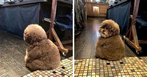 Fluffy Poodle Is Going Viral For Its Human-Like Expressions | Bored Panda