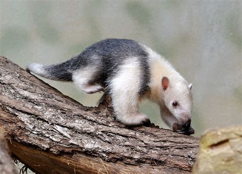 Anteater - Southern Tamandua Information for Kids