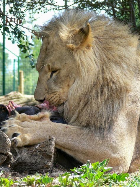 651 Lion Eating Meat Stock Photos - Free & Royalty-Free Stock Photos ...