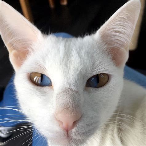 Meet This Stunning White Cat With Rare Genetic Condition That Has ...