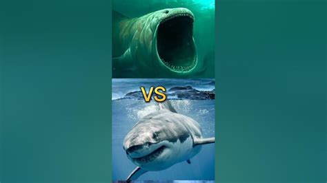 IKAN NABI YUNUS AS/IKAN NUN VS MEGALODON #shorts - YouTube