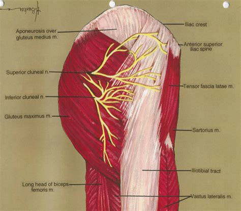 Adhesions of the Thoracolumbar Fascia as the Number One Cause of Low ...