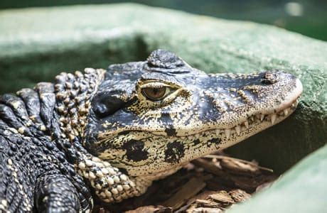 Black Caiman | Crocodiles Of The World