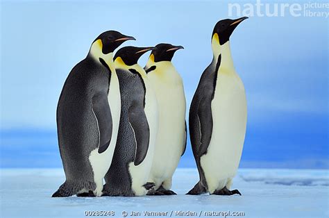 Nature Picture Library Emperor Penguin (Aptenodytes forsteri) group ...