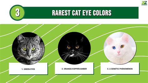 Rare Cat Colors