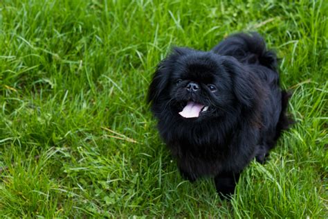 Top 11 Pekingese Breeders In The US